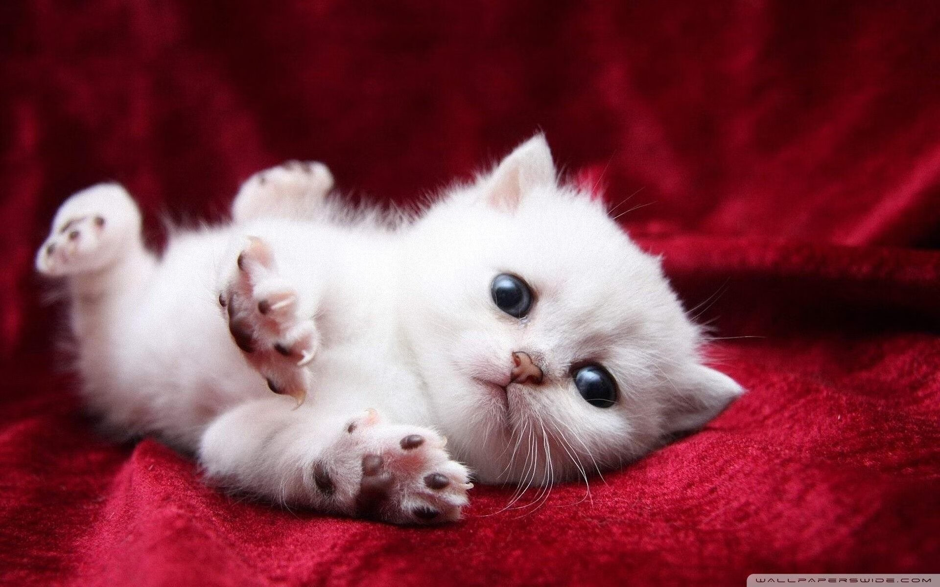 卢卡库爆发独造三球，罗马单节闪电战拉开新西兰