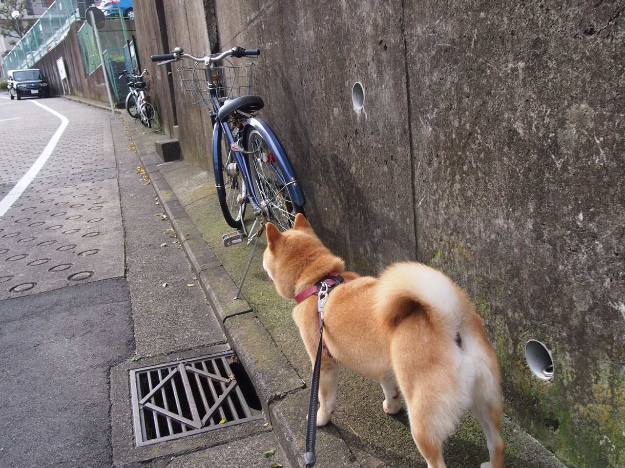 凯恩的节拍器效应,里昂斩落罗马背后的战术灵魂