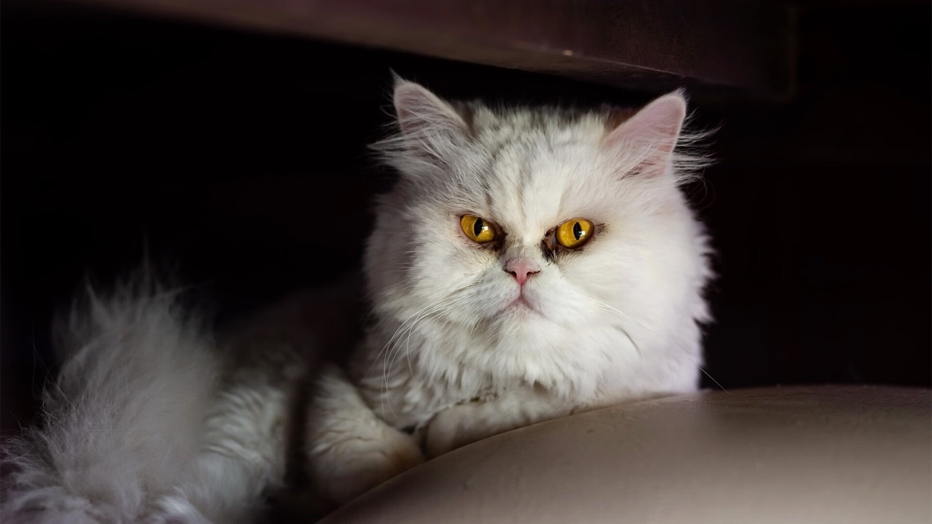 凯恩的节拍器效应,里昂斩落罗马背后的战术灵魂