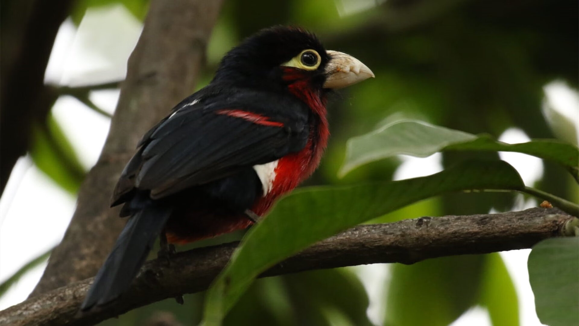 楚阿梅尼，总决赛之夜的沉寂与回响