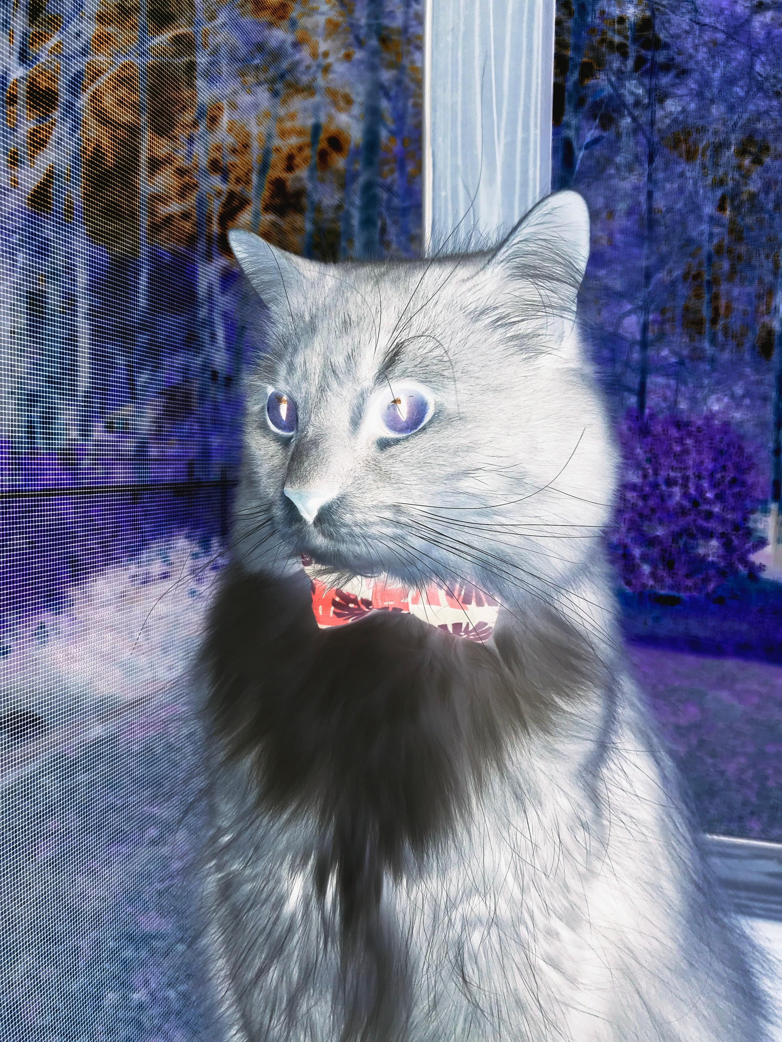 雷恩vs贝蒂斯,剑指欧联,红与绿的对抗,迪马利亚能否主宰?