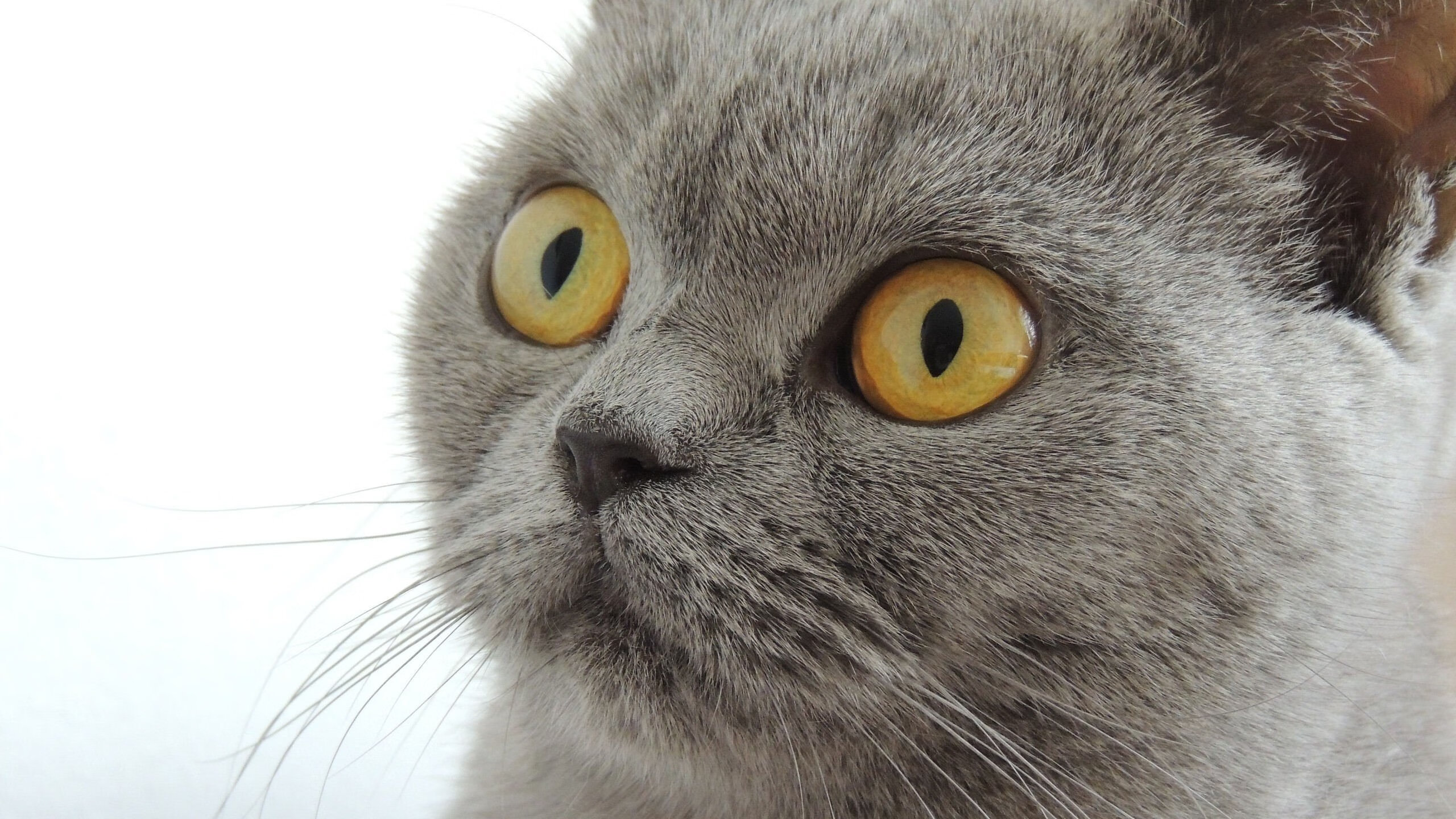 尼克斯绝杀爵士背后,时光尽头,詹姆斯仍是关键先生唯一的注解