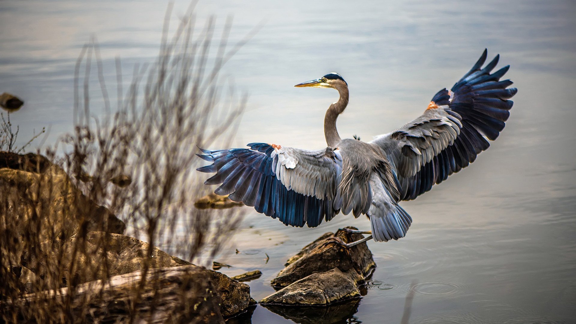 马克西狂轰55分闪耀中美对抗赛,辽宁队整体压制展东方力量