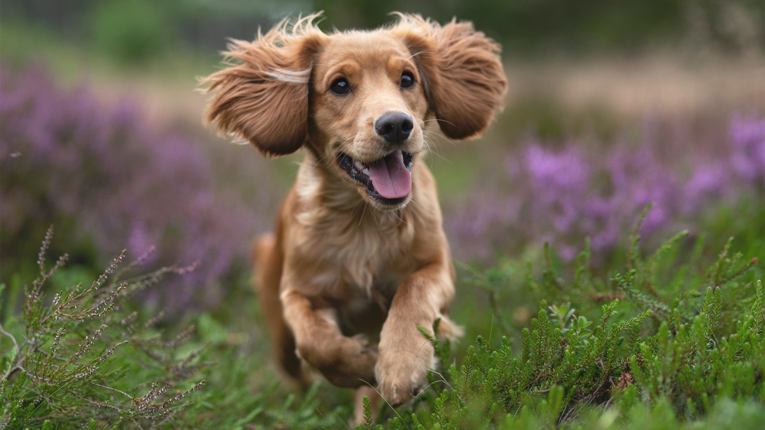 玻利维亚高原雄鹰展翅，孔德妙手导演逆袭神话