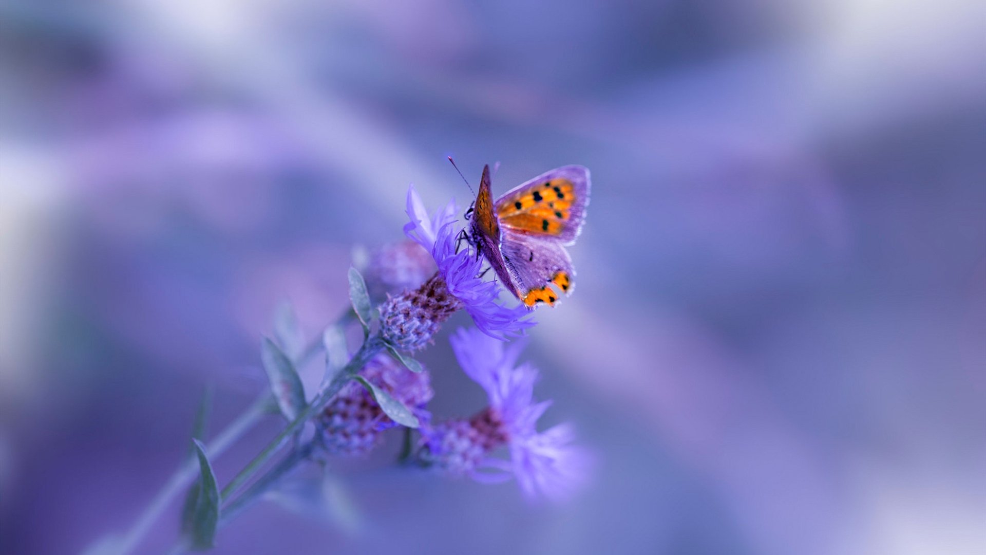 绝境之王!东决关键战之夜,罗德里末节19分接管比赛