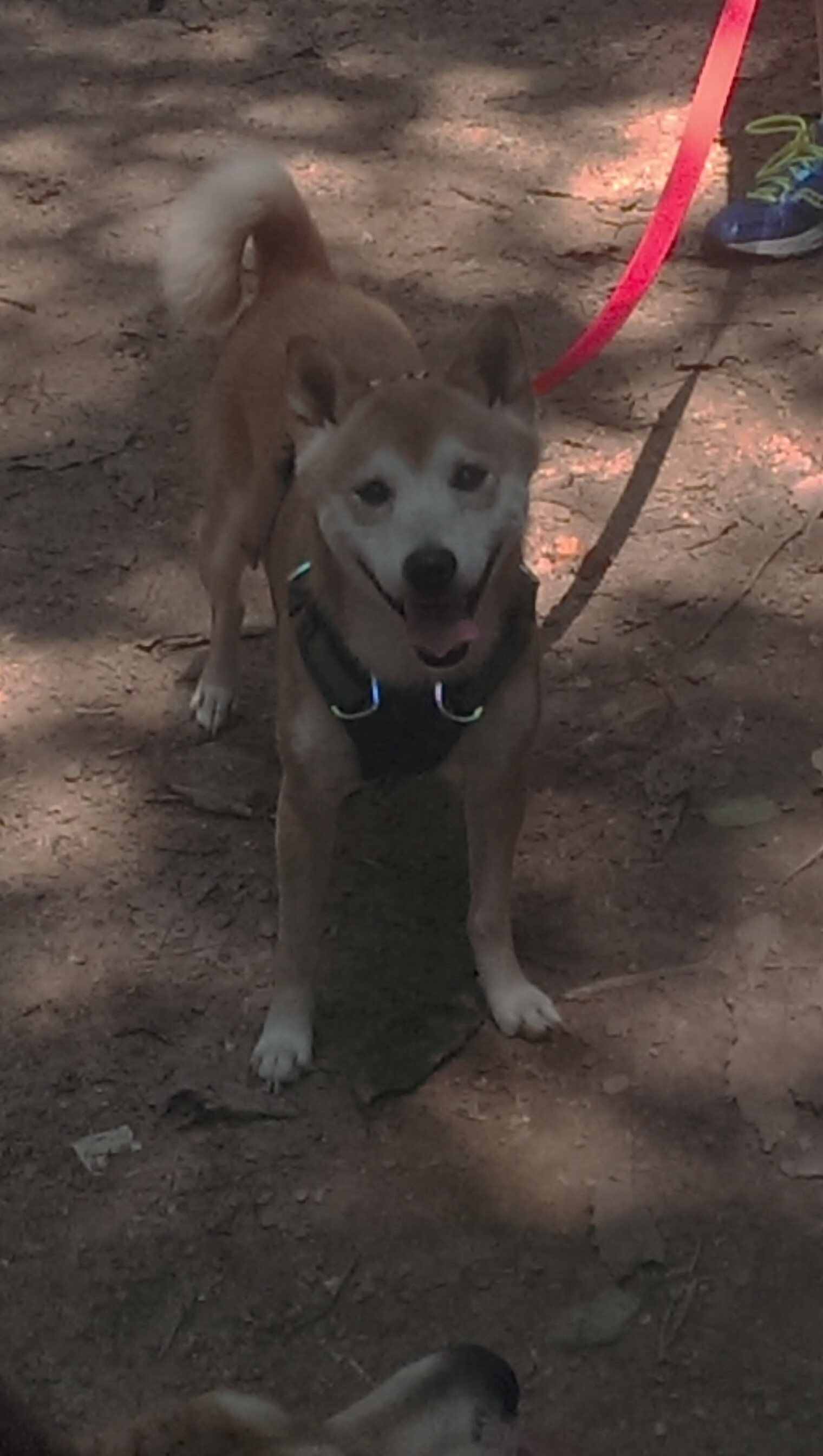 切特统治全场,雷霆强行终结北京队