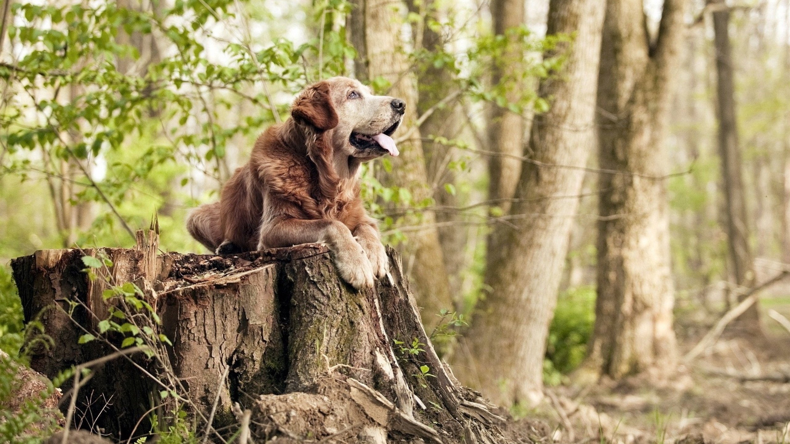 绿茵咏叹调,三笘薰用东方旋律谱写争冠夜变奏