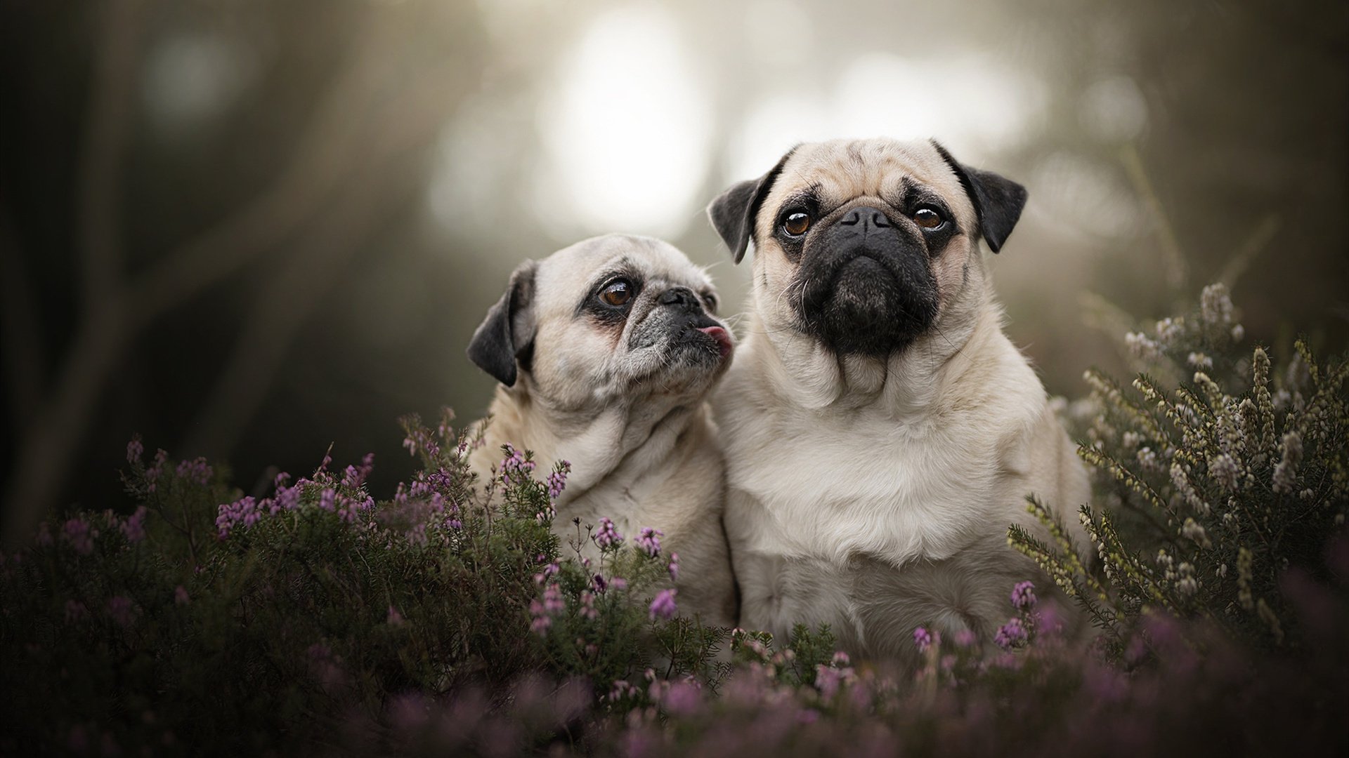 赛道与人生,杜兰特的F1之夜,在轰鸣中跨越里程碑